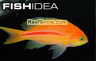FISH IDEA - Software