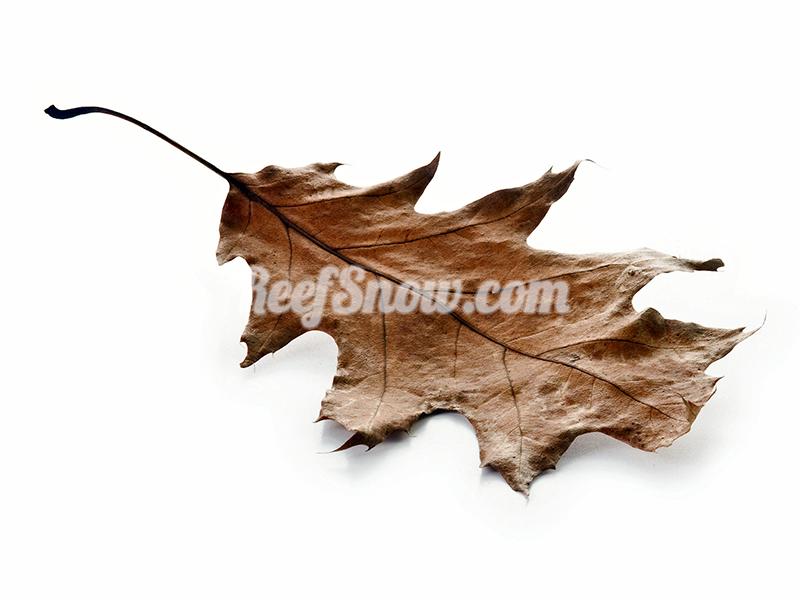 Foglie di quercia essiccate -15 pezzi