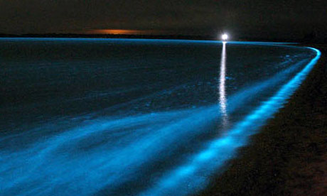 Pyrocystis sp l'alga luminosa