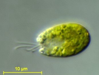 Fitoplancton gen. Tetraselmis suecica