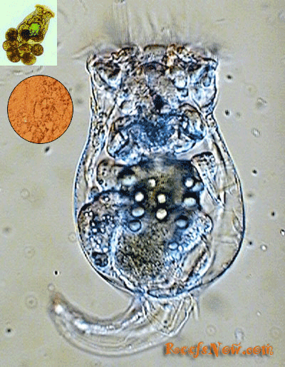 Rotiferi Liofilizzati