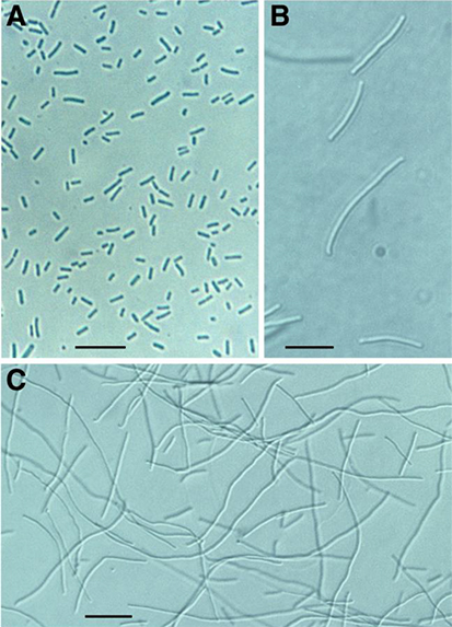 Fitoplancton Gen. Synechococcus